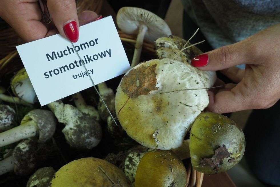  Wystawa grzybów w sanepidzie (zdjęcie 1) - Autor: Maciej Kaczanowski