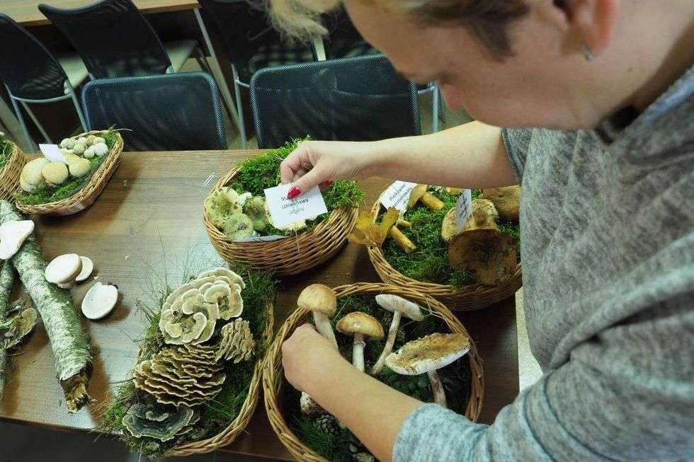 Wystawa grzybów w sanepidzie (zdjęcie 11) - Autor: Maciej Kaczanowski