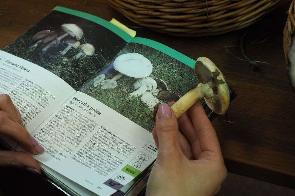  Wystawa grzybów w sanepidzie (zdjęcie 4) - Autor: Maciej Kaczanowski