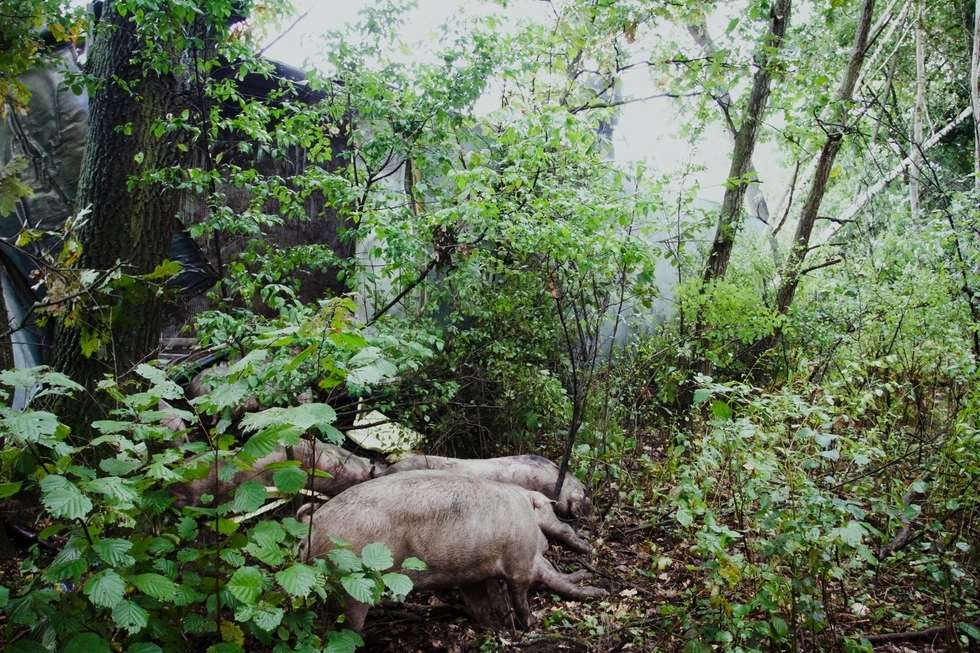  Wypadek w Wandzinie. Świnie uciekły do lasu (zdjęcie 14) - Autor: Bartek Wójtowicz