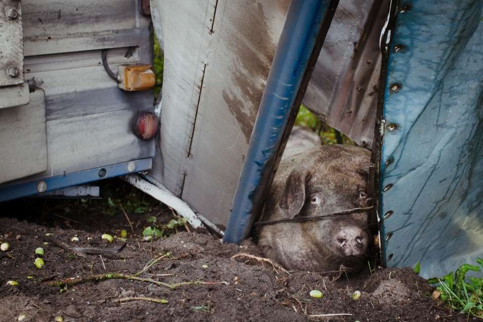  Wypadek w Wandzinie. Świnie uciekły do lasu (zdjęcie 8) - Autor: Bartek Wójtowicz
