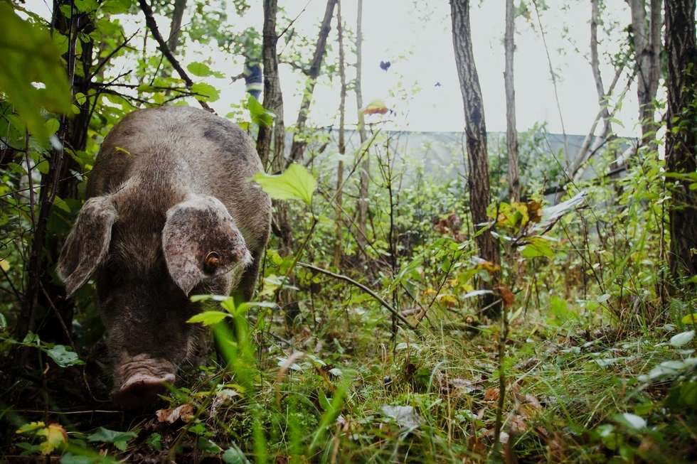  Wypadek w Wandzinie. Świnie uciekły do lasu (zdjęcie 3) - Autor: Bartek Wójtowicz