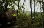 Wypadek w Wandzinie. Świnie uciekły do lasu (zdjęcie 2)