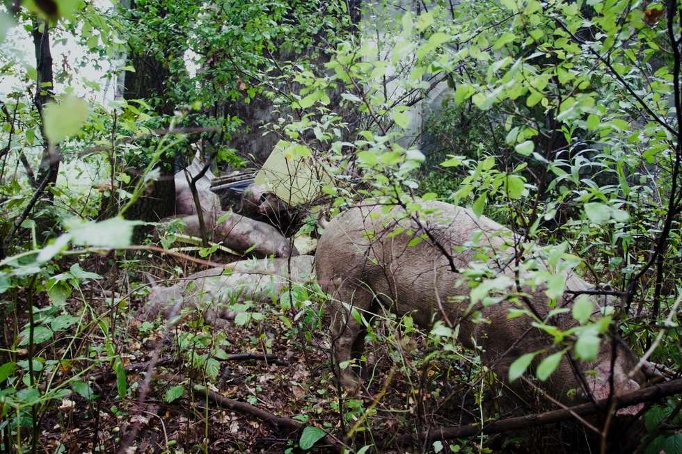  Wypadek w Wandzinie. Świnie uciekły do lasu (zdjęcie 11) - Autor: Bartek Wójtowicz