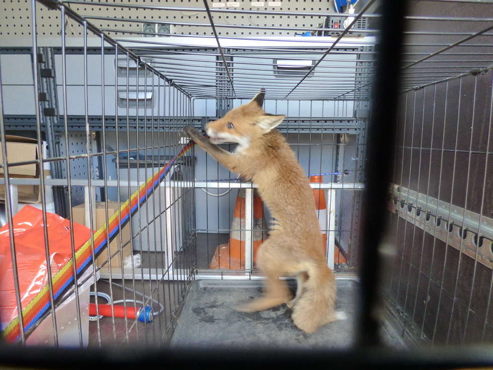  Straż Miejska na pomoc zwierzętom (zdjęcie 1) - Autor: Straż Miejska w Lublinie