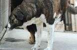 Psy do adopcji z Krzesimowa (zdjęcie 5)