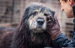 Psy do adopcji ze schroniska w Krzesimowie (zdjęcie 4)