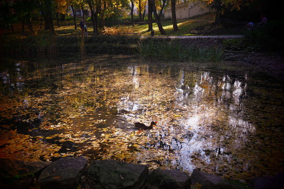  Jesień w Ogrodzie Saskim w Lublinie (zdjęcie 12) - Autor: Wojciech Nieśpiałowski
