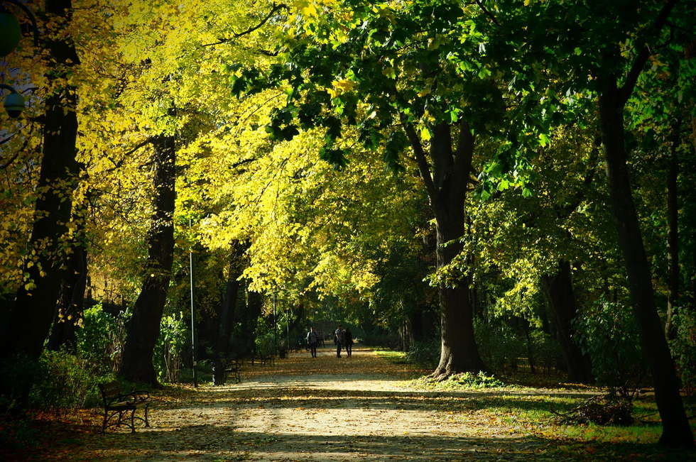  Jesień w Ogrodzie Saskim w Lublinie (zdjęcie 14) - Autor: Wojciech Nieśpiałowski