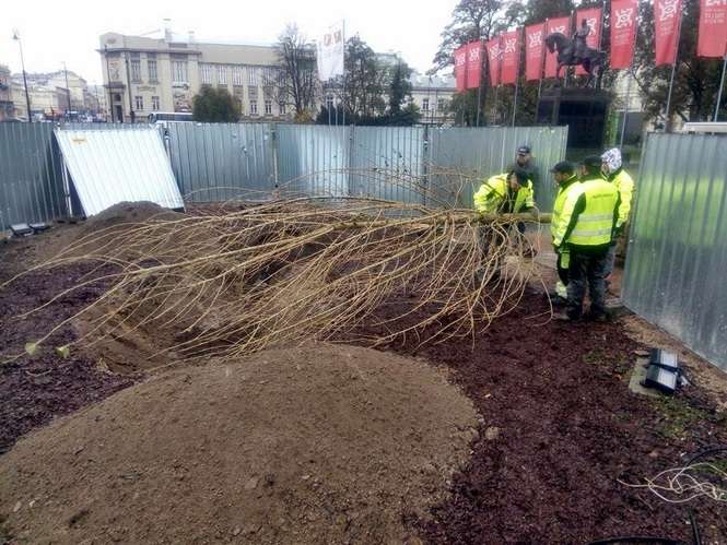 Nowy Baobab na placu Litewskim w Lublinie