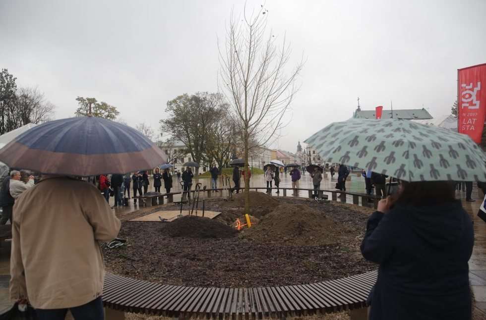  Nowy Baobab na placu Litewskim w Lublinie (zdjęcie 5) - Autor: Wojciech Nieśpiałowski