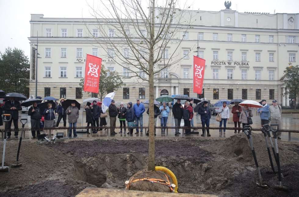  Nowy Baobab na placu Litewskim w Lublinie (zdjęcie 14) - Autor: Wojciech Nieśpiałowski