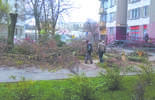 Wycinka drzew przy ul. Łabędziej  (zdjęcie 2)