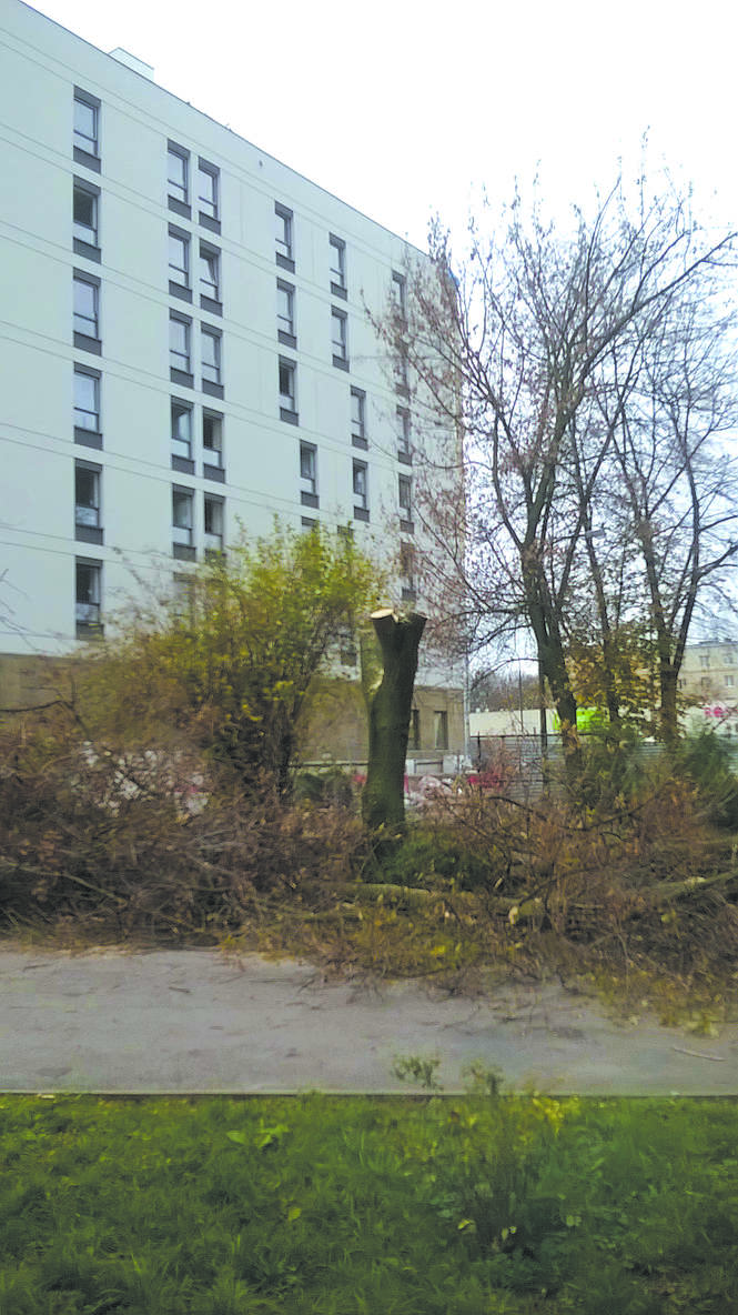 Wycinka drzew przy ul. Łabędziej  - Autor: Czytelnik / alarm24
