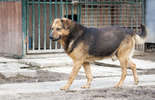 Psy z Krzesimowa czekają na nowy dom (zdjęcie 4)