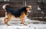 Psy z Krzesimowa czekają na nowy dom (zdjęcie 2)