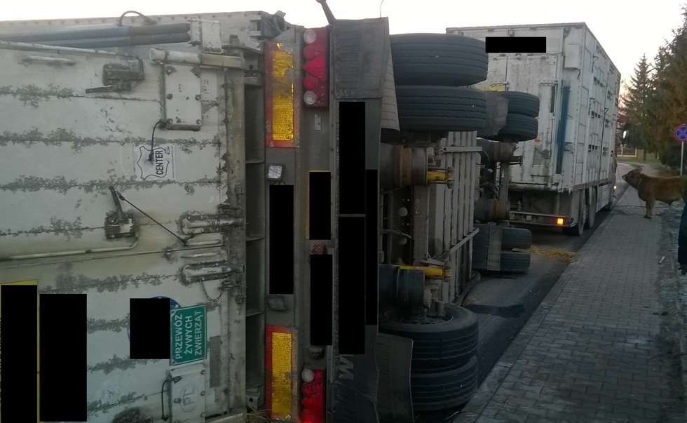  Ciężarówka z bydłem wywróciła się na drodze  - Autor: policja Hrubieszów