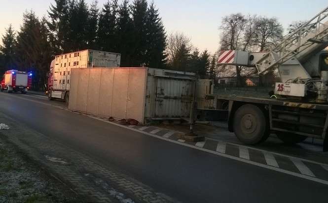 Ciężarówka z bydłem wywróciła się na drodze - Autor: policja Hrubieszów