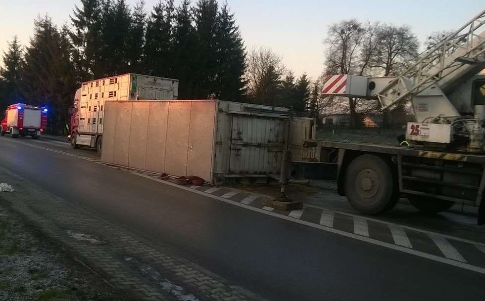  Ciężarówka z bydłem wywróciła się na drodze (zdjęcie 1) - Autor: policja Hrubieszów