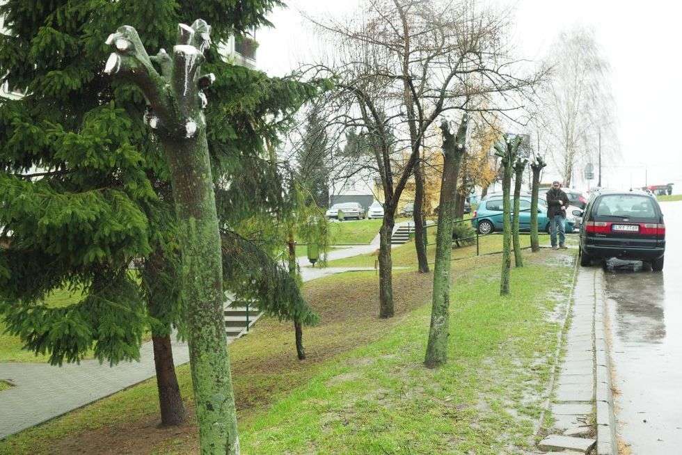  Przycinka drzew przy ul. Medalionów  - Autor: Maciej Kaczanowski