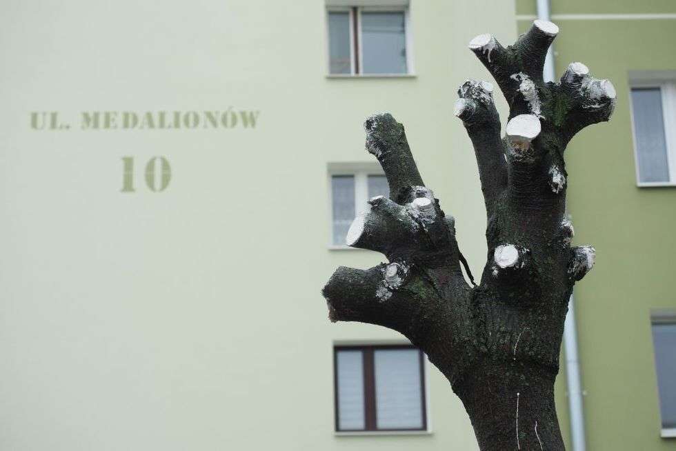  Przycinka drzew przy ul. Medalionów (zdjęcie 5) - Autor: Maciej Kaczanowski