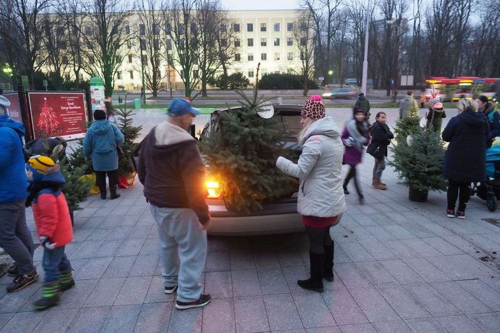  Bezpłatne choinki dla mieszkańców od marszałka (zdjęcie 7) - Autor: Maciej Kaczanowski