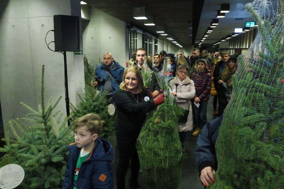  Bezpłatne choinki dla mieszkańców od marszałka (zdjęcie 24) - Autor: Maciej Kaczanowski