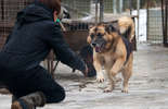 Psy do adopcji ze schroniska w Krzesimowie (zdjęcie 3)