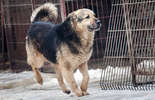 Psy do adopcji ze schroniska w Krzesimowie (zdjęcie 5)