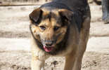 Psy do adopcji ze schroniska w Krzesimowie (zdjęcie 2)