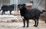 Psy do adopcji ze schroniska w Krzesimowie: WIR, WIRKA I, WIRKA II i GUFI (zdjęcie 2)