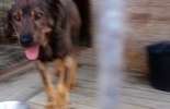 Psy do adopcji ze schroniska w Krzesimowie: WIR, WIRKA I, WIRKA II i GUFI (zdjęcie 4)