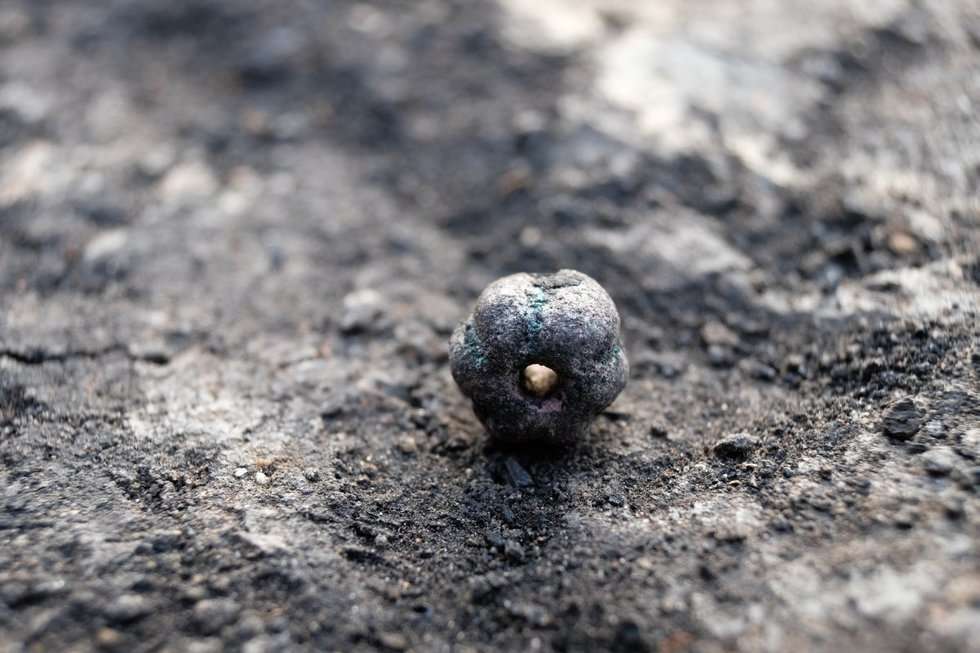  Nasiona sprzed wieków w spalonym spichlerzu (zdjęcie 7) - Autor: Łukasz Miechowicz