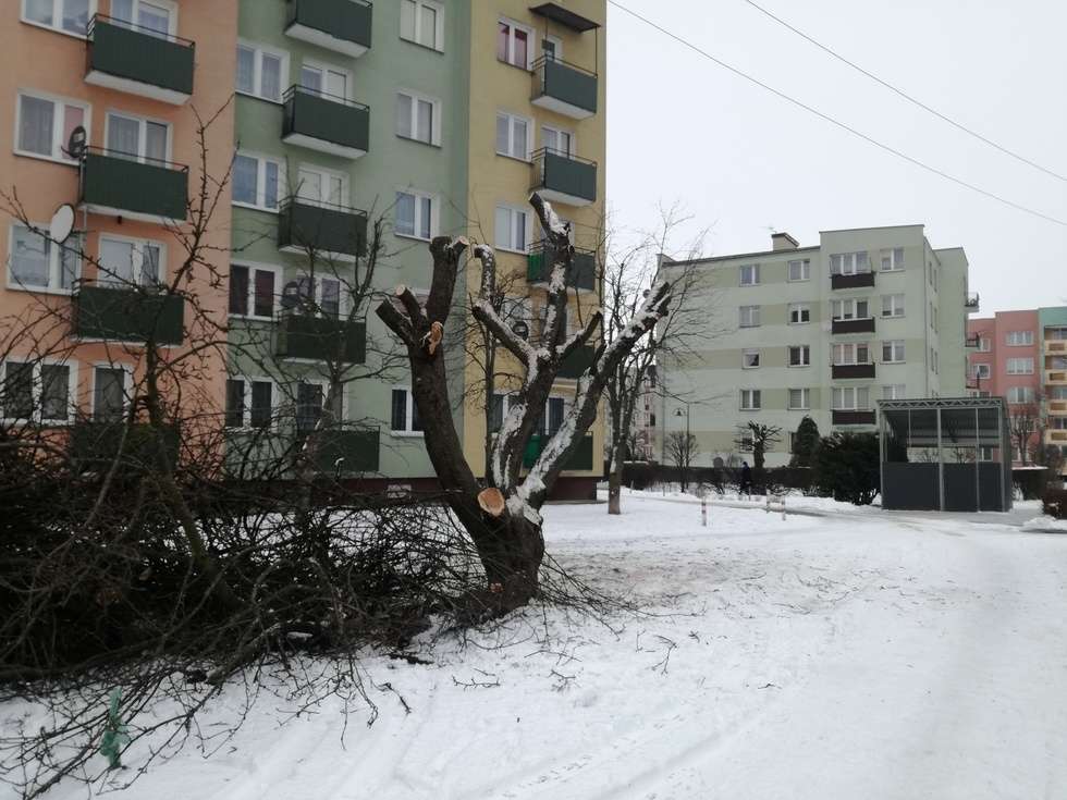  Włodawa: Z drzew zrobili kikuty, bo zakłócały TV  - Autor: Edyta Gałan, Włodawa