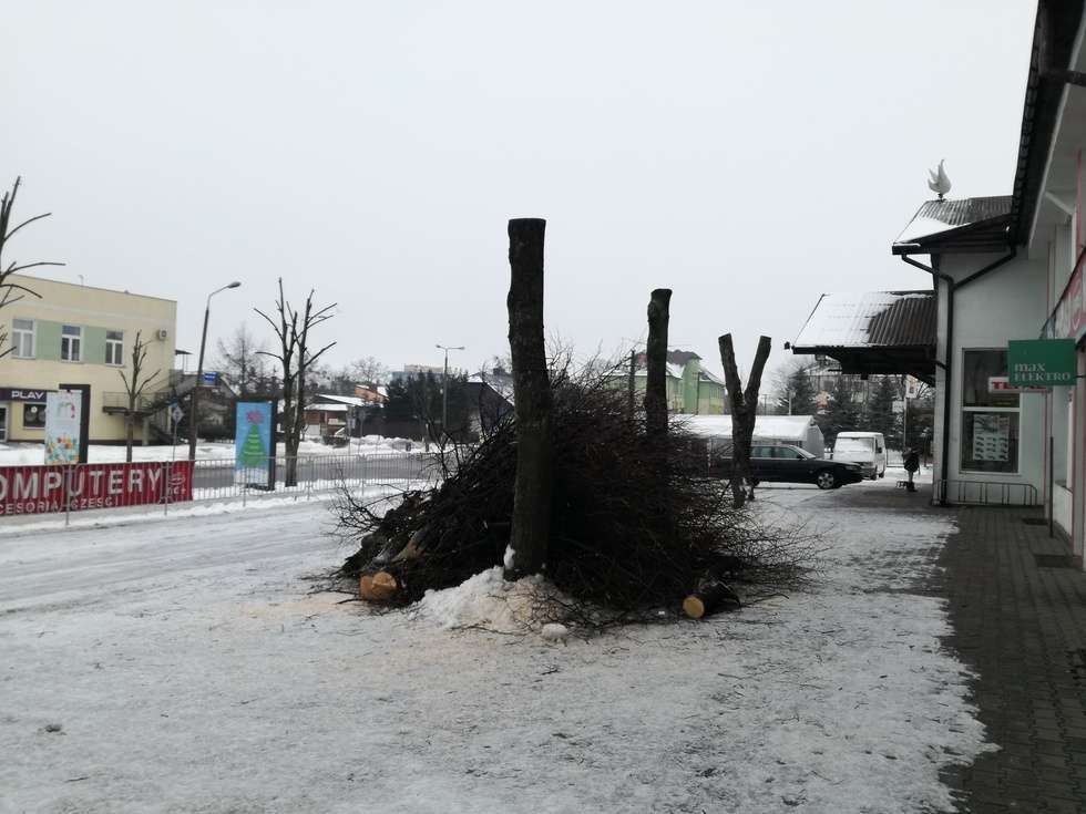  Włodawa: Z drzew zrobili kikuty, bo zakłócały TV (zdjęcie 1) - Autor: Edyta Gałan, Włodawa