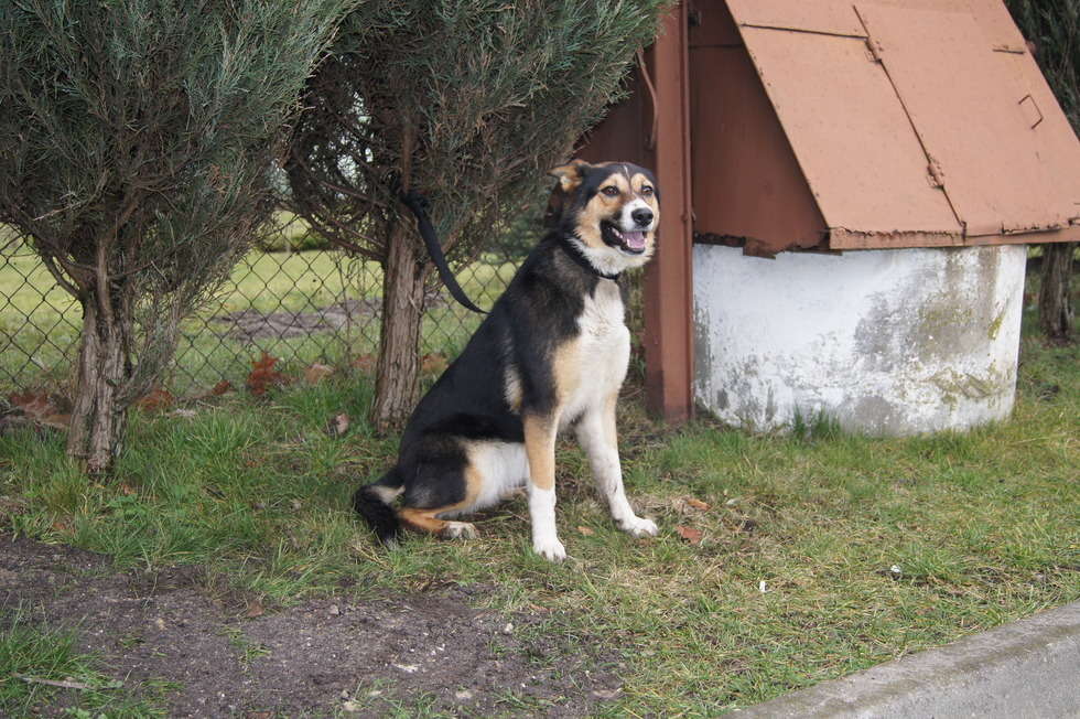  Bezpańskie psy w gminie Leśniowice  - Autor: Urząd Gminy Leśniowice