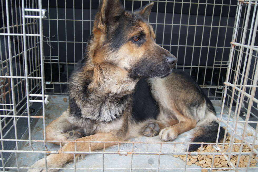  Bezpańskie psy w gminie Leśniowice (zdjęcie 2) - Autor: Urząd Gminy Leśniowice