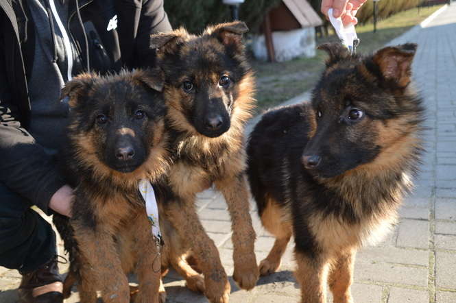 Bezpańskie psy w gminie Leśniowice - Autor: Urząd Gminy Leśniowice