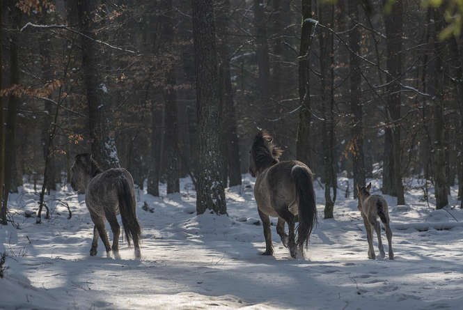 Koniki polskie w Roztoczańskim Parku Narodowym