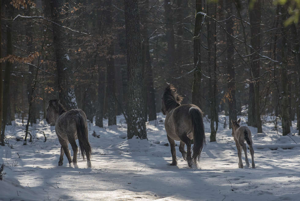  Koniki polskie w Roztoczańskim Parku Narodowym (zdjęcie 2) - Autor: Paweł Marczakowski