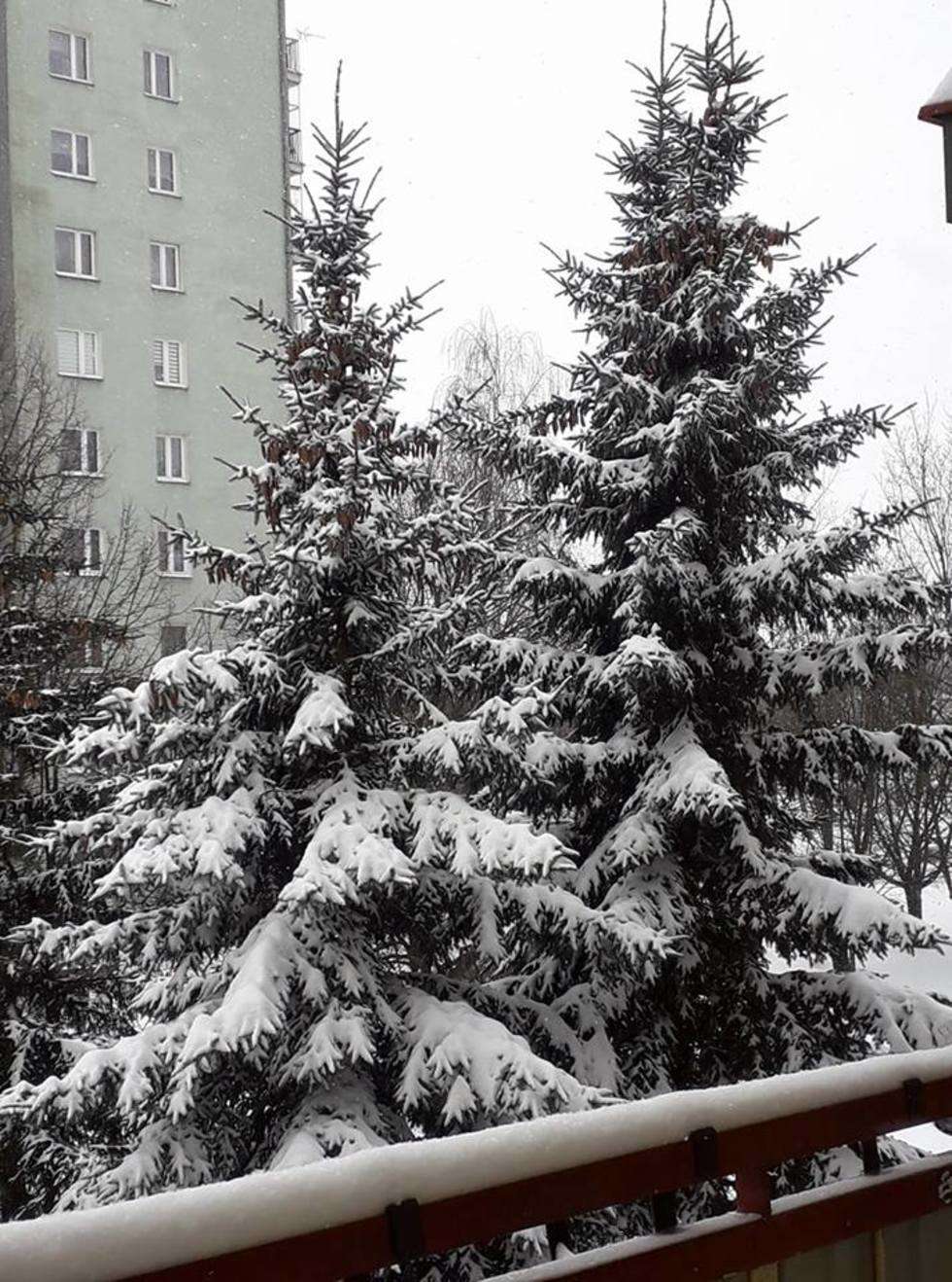  Atak zimy w woj. lubelskim. Zdjęcia Czytelników (zdjęcie 25) - Autor: Jola Gula