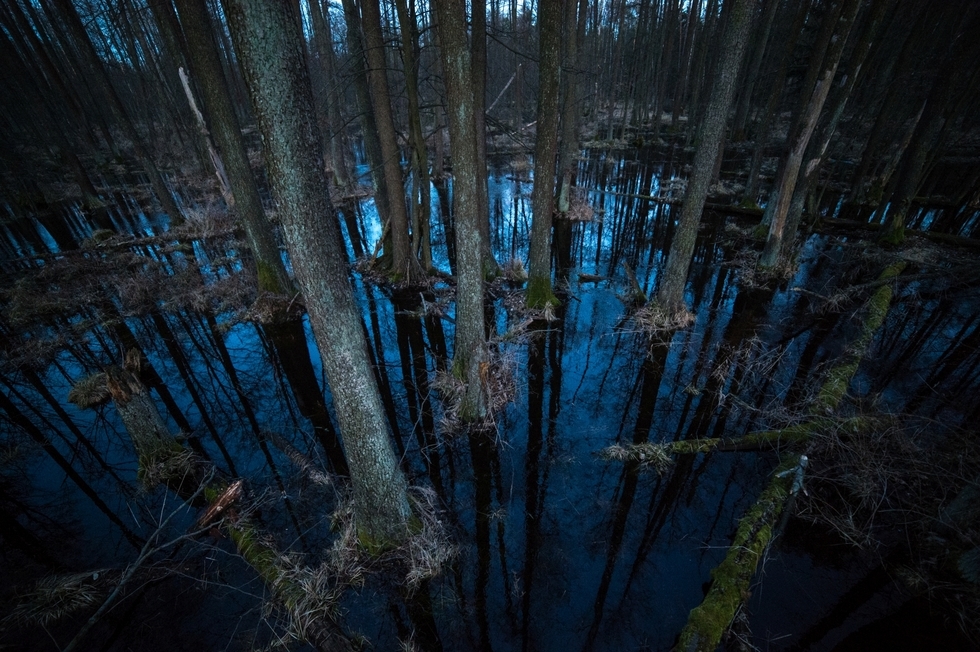  Łęg olszowy w dolinie Dębowca (zdjęcie 3) - Autor: Piotr Bednarek/Wolne Rzeki