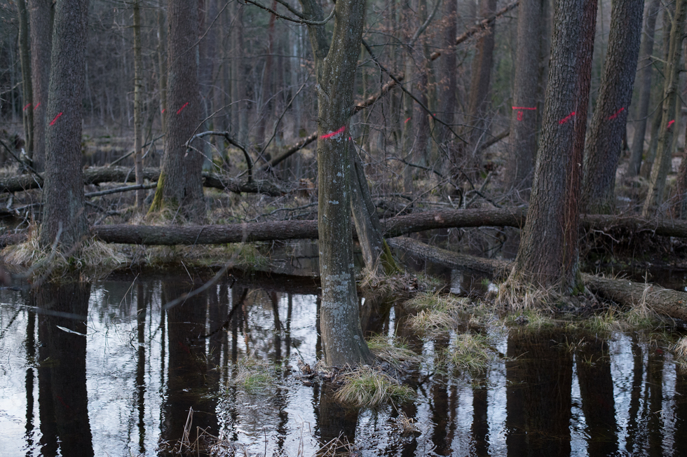  Łęg olszowy w dolinie Dębowca (zdjęcie 5) - Autor: Piotr Bednarek/Wolne Rzeki