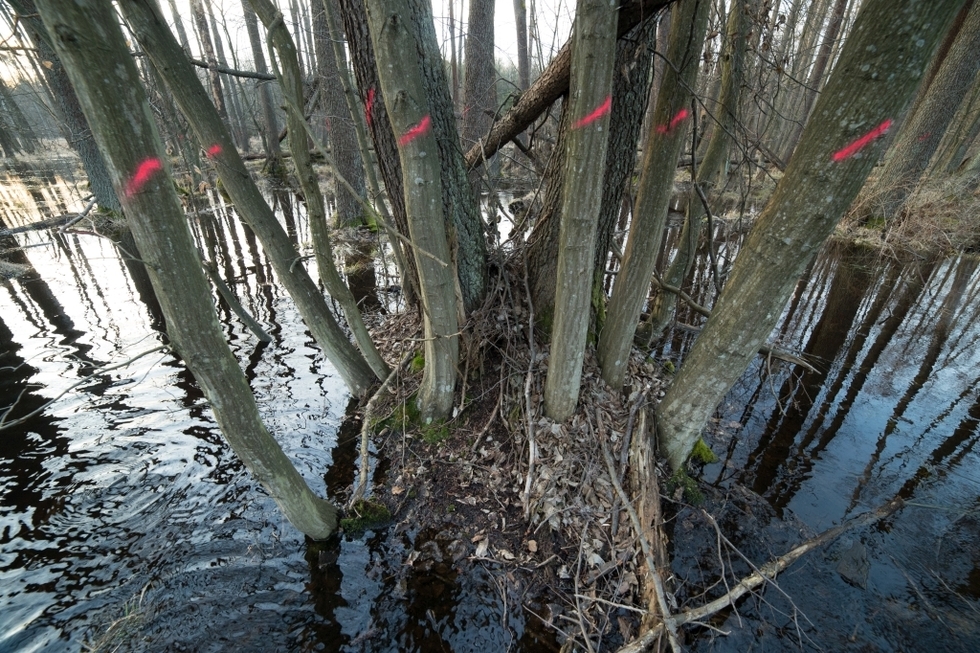  Łęg olszowy w dolinie Dębowca (zdjęcie 1) - Autor: Piotr Bednarek/Wolne Rzeki
