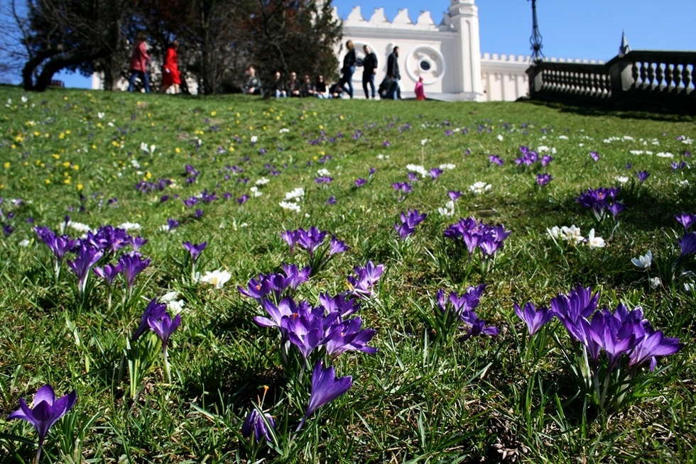  Łąka krokusów na trawniku koło Zamku Lubelskiego (zdjęcie 13) - Autor: Paweł Buczkowski