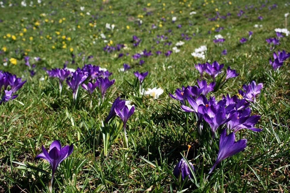  Łąka krokusów na trawniku koło Zamku Lubelskiego (zdjęcie 12) - Autor: Paweł Buczkowski