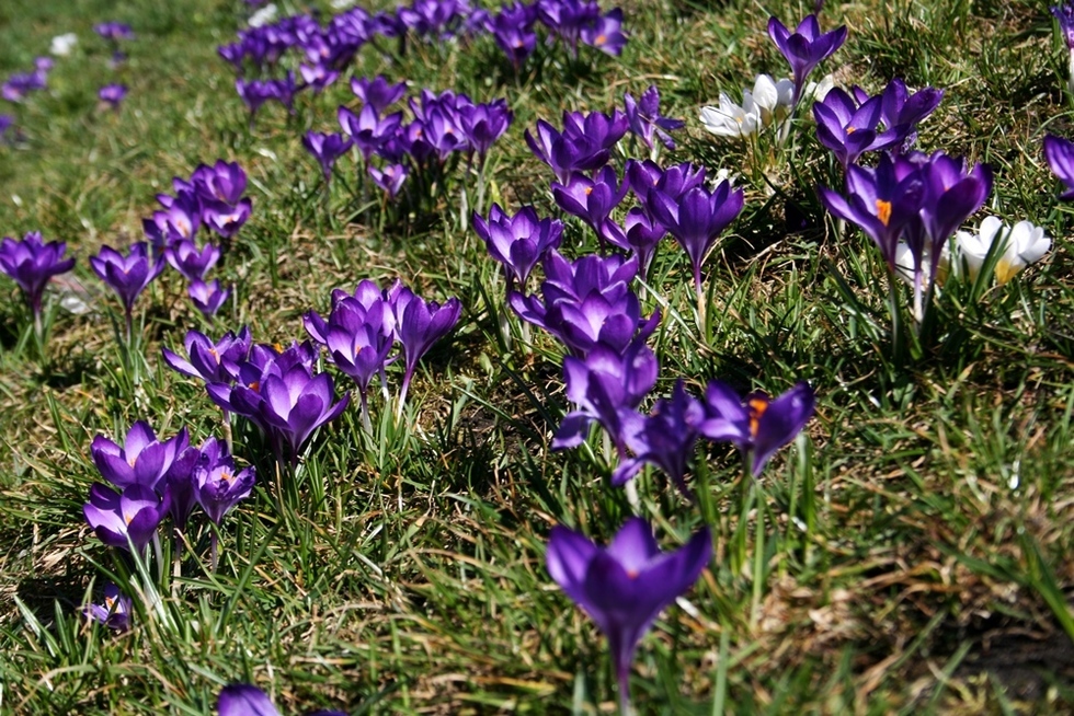  Łąka krokusów na trawniku koło Zamku Lubelskiego (zdjęcie 8) - Autor: Paweł Buczkowski