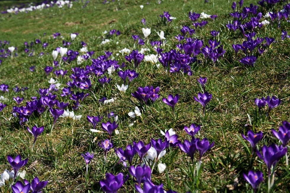  Łąka krokusów na trawniku koło Zamku Lubelskiego (zdjęcie 2) - Autor: Paweł Buczkowski