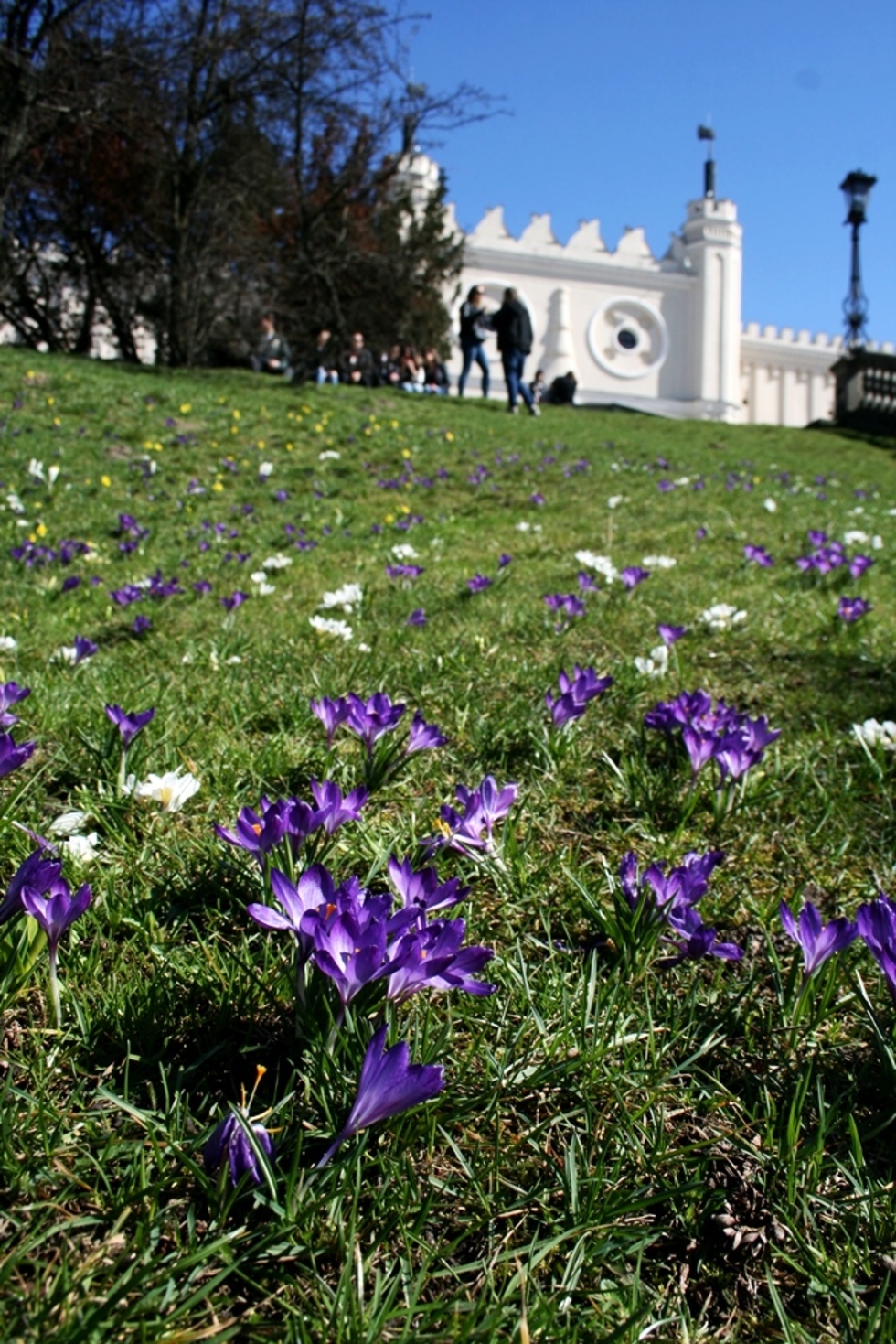  Łąka krokusów na trawniku koło Zamku Lubelskiego (zdjęcie 15) - Autor: Paweł Buczkowski