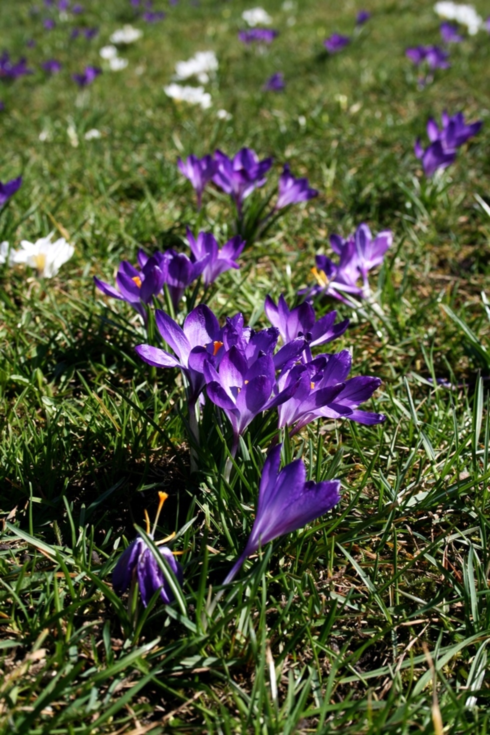  Łąka krokusów na trawniku koło Zamku Lubelskiego (zdjęcie 11) - Autor: Paweł Buczkowski